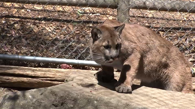 Bay Area wildlife rescue center caring for record number of injured or
