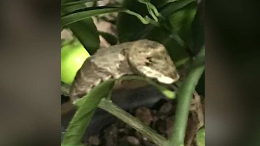 If you spot this in your backyard, don't be afraid