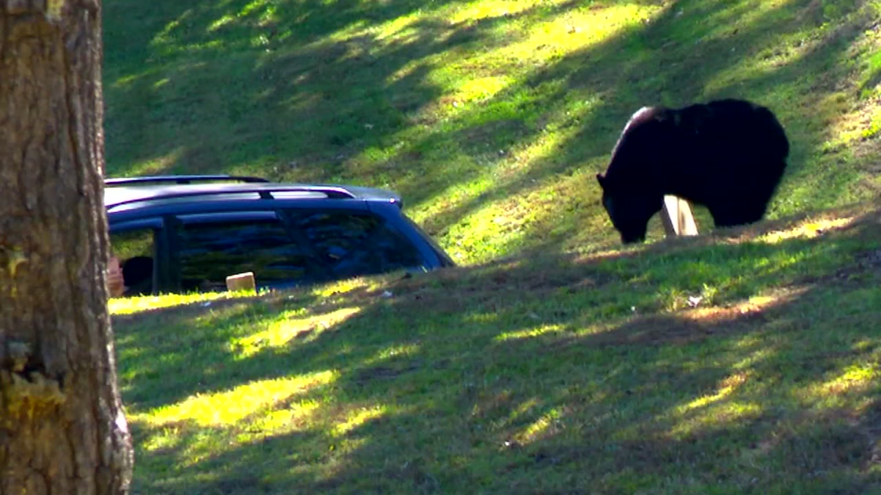 Black bear spotted walking around in Asheville cemetery