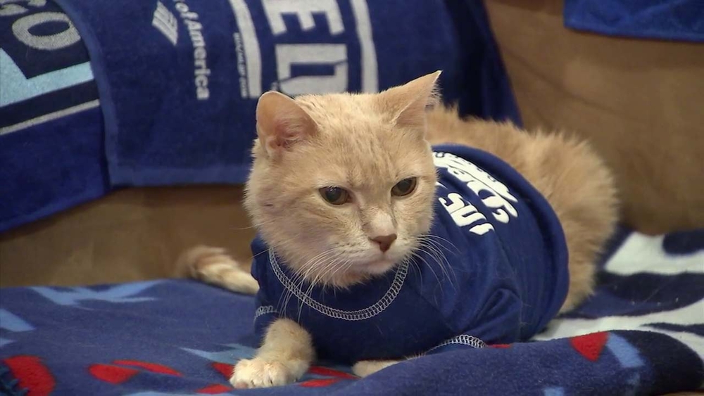 Dodgers rally cat named Milo Kitty is team's No. 1 feline fan