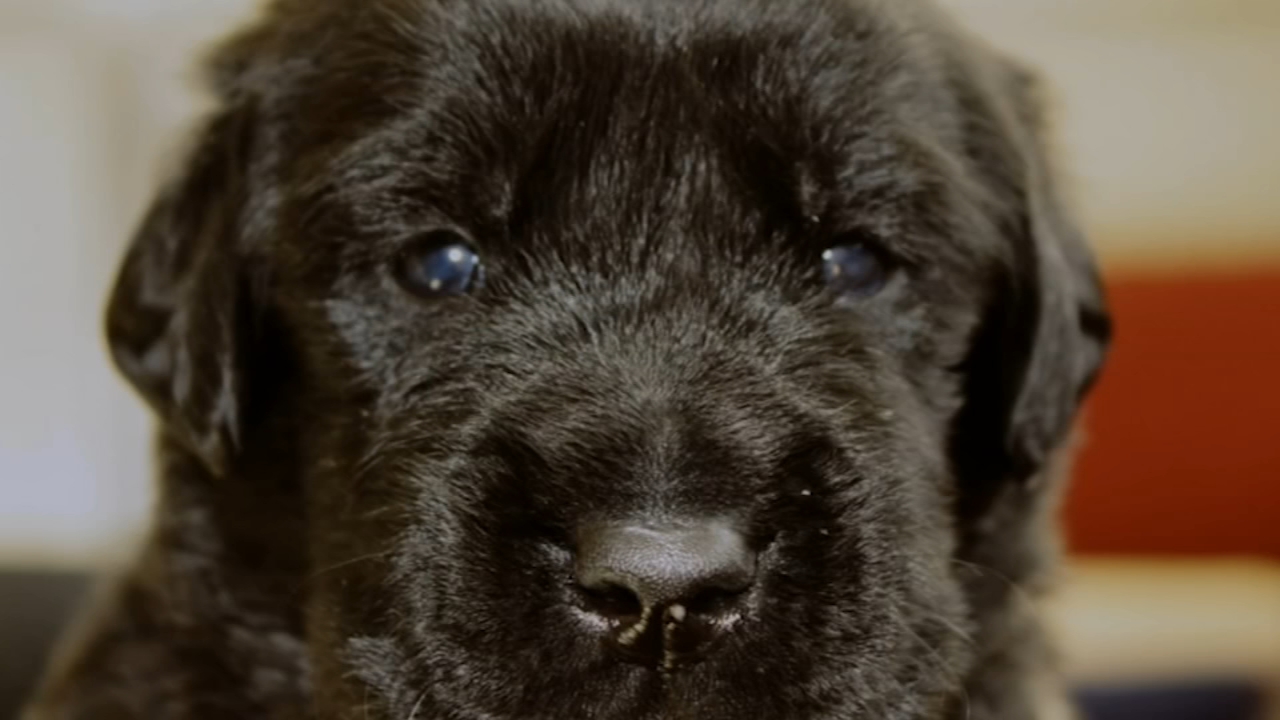 Action News pupdate: Name these pups!