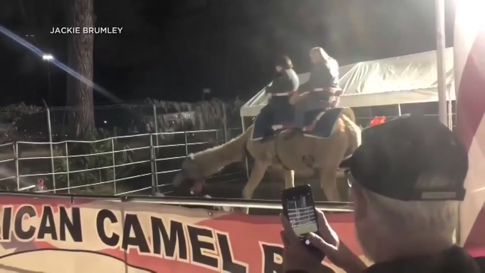 Video: Camel lunges at handler during ride at South Carolina fair