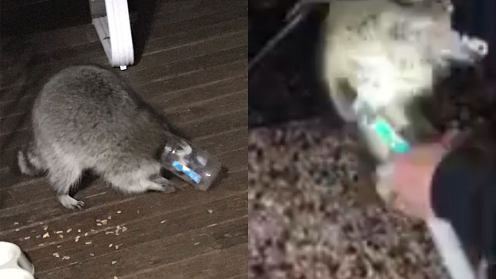 Raccoon with jar on head rescued in Long Island backyard