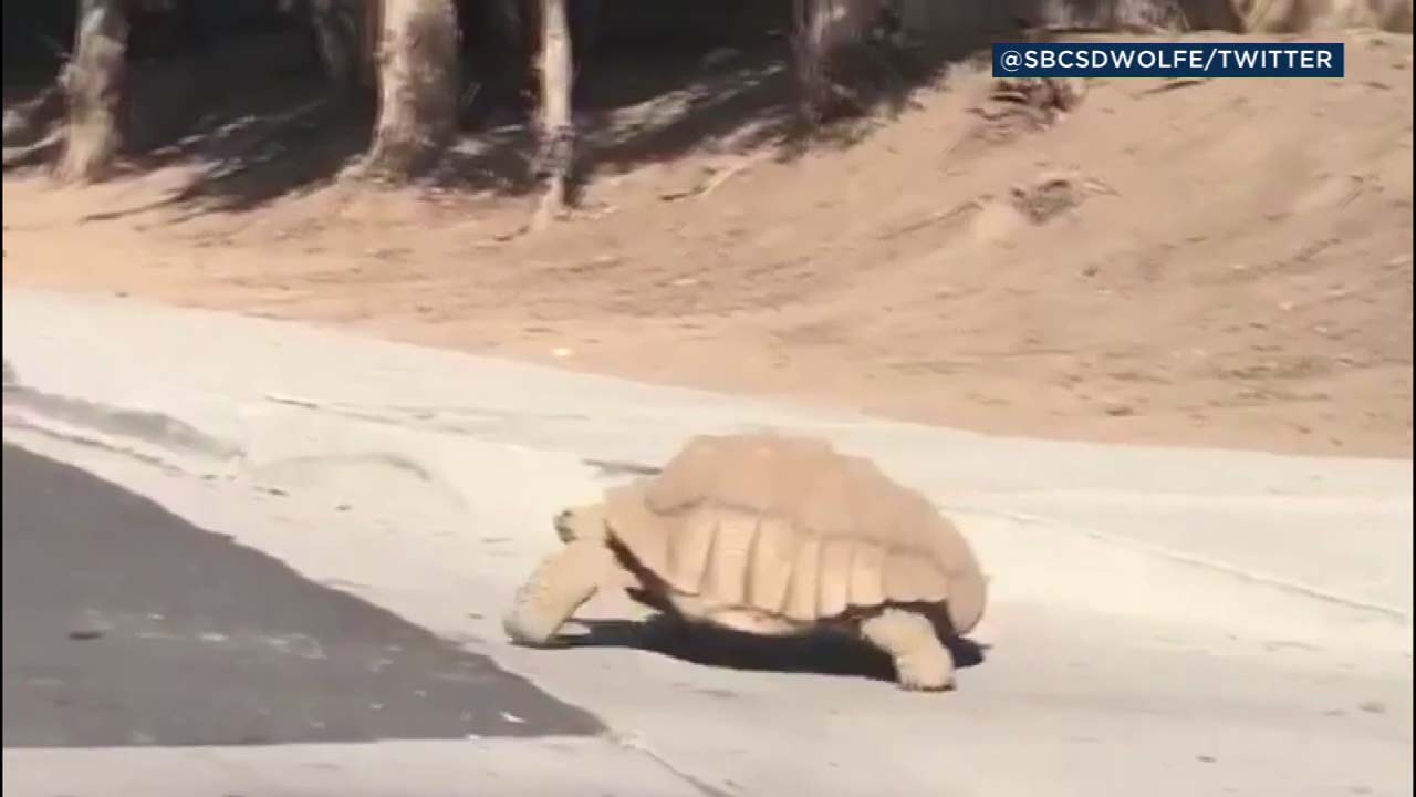 VIDEO: 200-pound tortoise strolls through Grand Terrace neighborhood