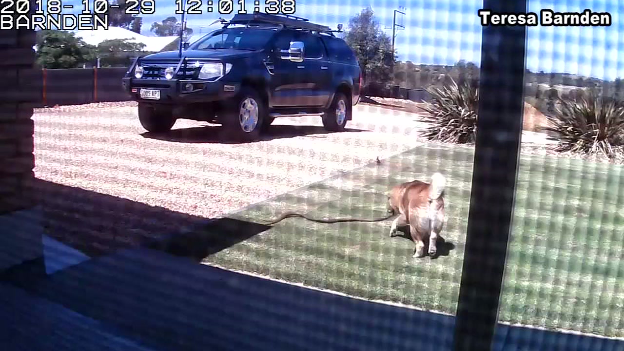 Watch: Dog battles venomous snake to protect family 