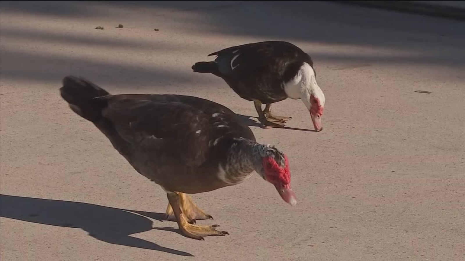 Neighborhood struggles with unwanted, invasive species ducks ABC13