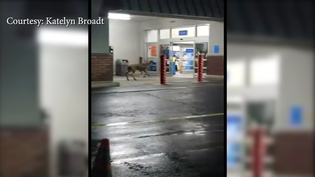 video deer enters walmart in bethlehem lehigh walmart