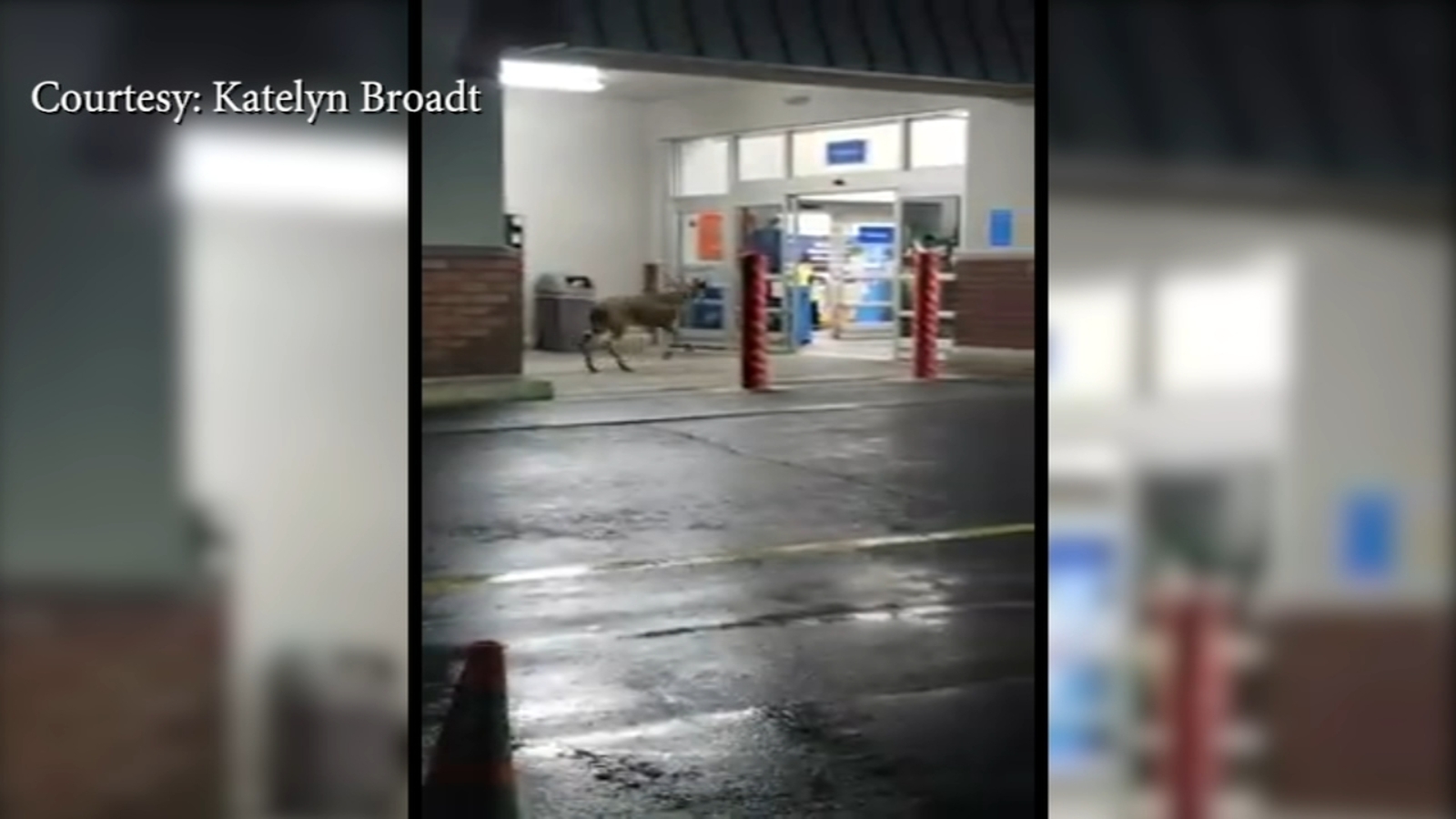 VIDEO Deer enters Walmart in Bethlehem 6abc Philadelphia