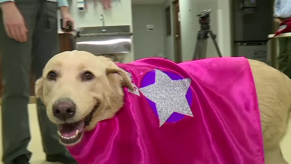 Vets save dog by giving her a kidney transplant donated by one of her puppies.