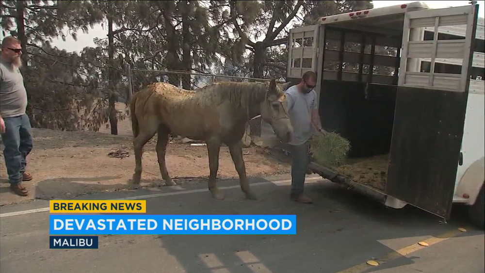 2 horses rescued after surviving Woolsey Fire in Malibu