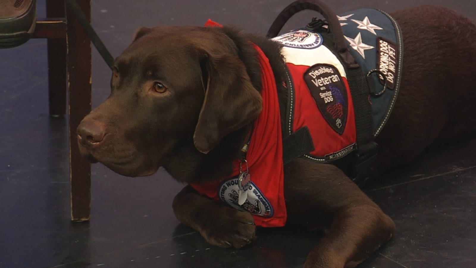 PAWWS connects service dogs and veterans with PTSD ABC7