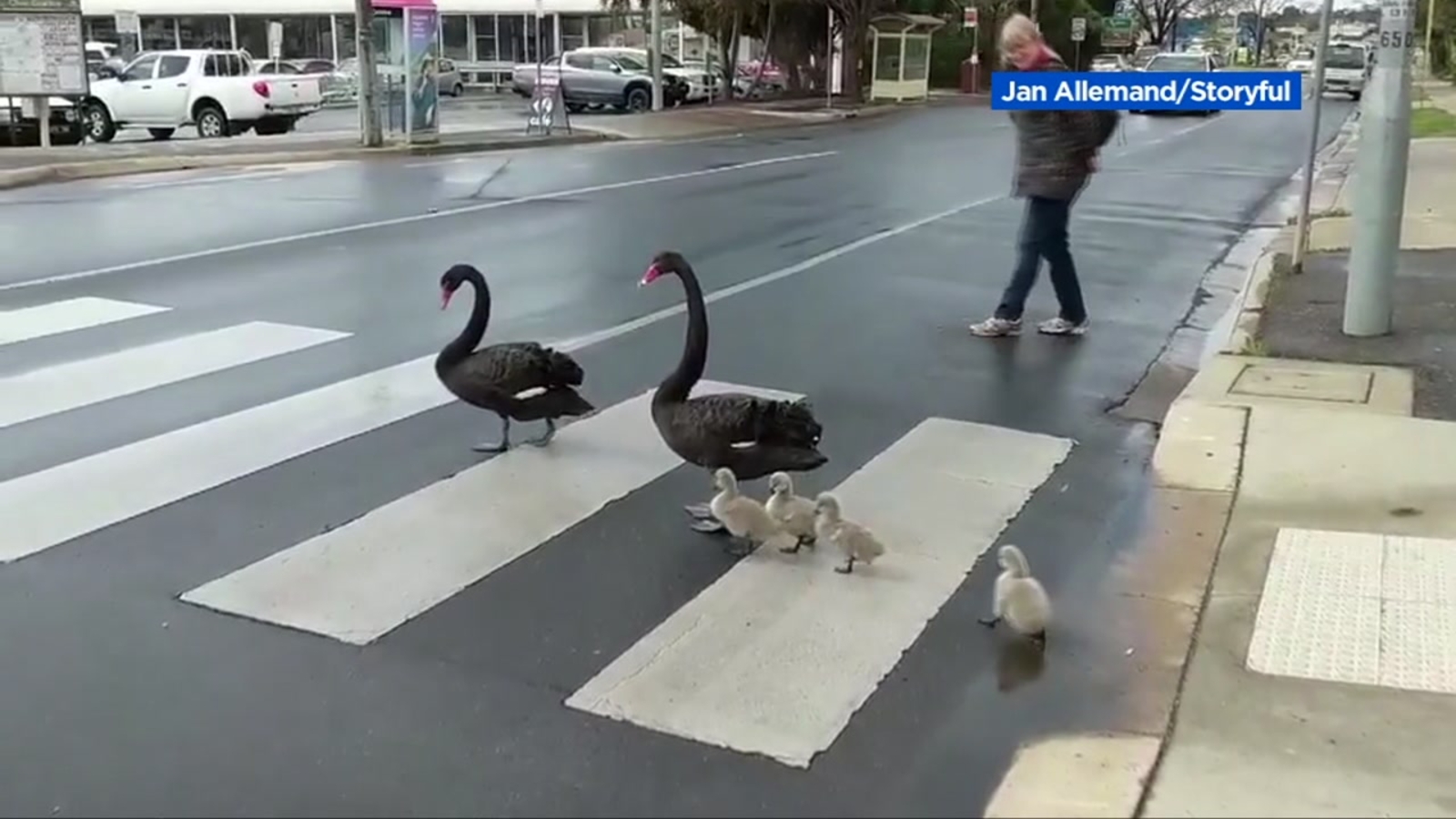 Family of swans politely uses pedestrian crosswalk to cross street