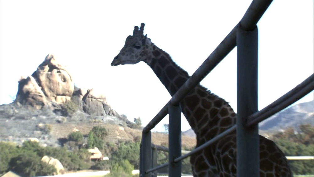 Stanley the Giraffe doing better after surviving Woolsey fire