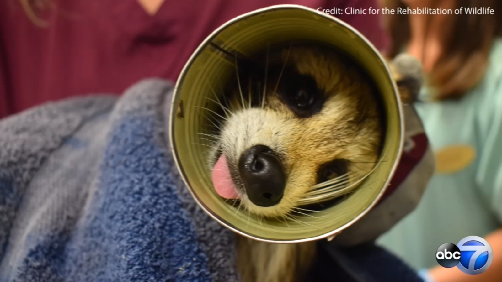 Raccoon gets head stuck in Campbell's soup can, Florida veterinarians use can opener to free him