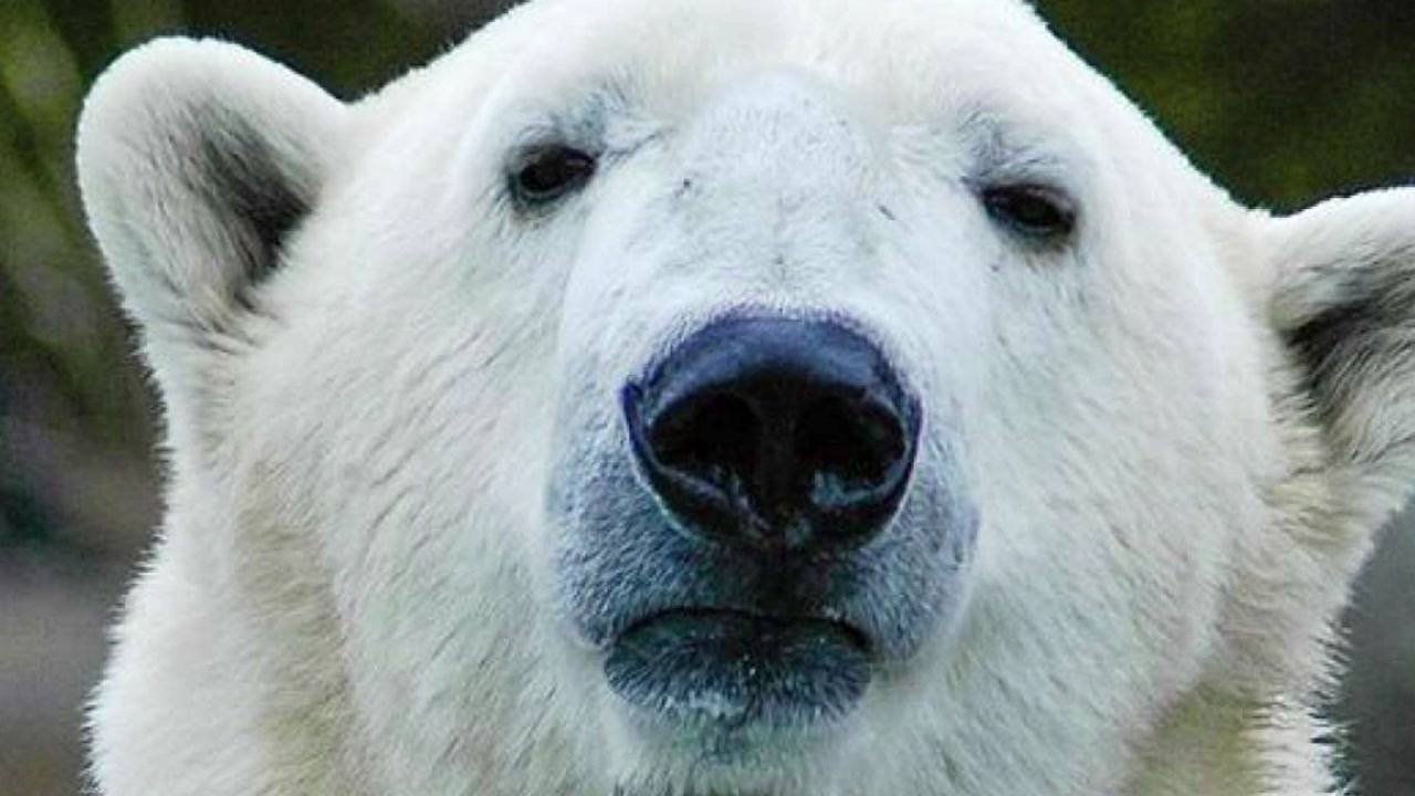 NC Zoo wants your help naming newly adopted Wild Polar Bear
