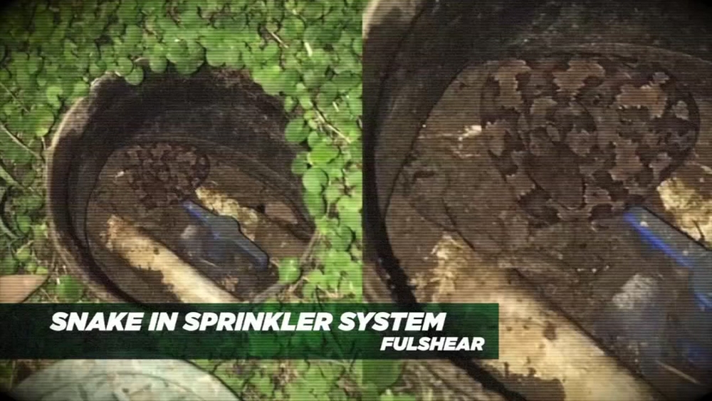 Snake found hiding from chilly temps in sprinkler system