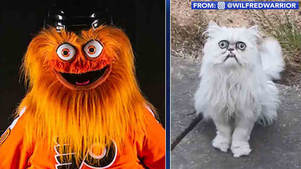 Feline Instagram star draws comparisons to NHL mascot Gritty