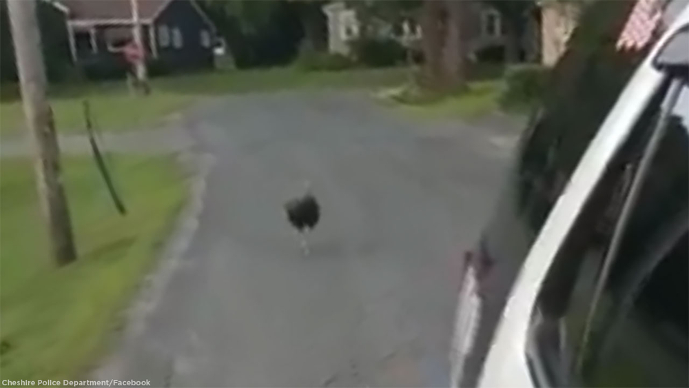 'Turkey gone wild' trots behind police cruiser