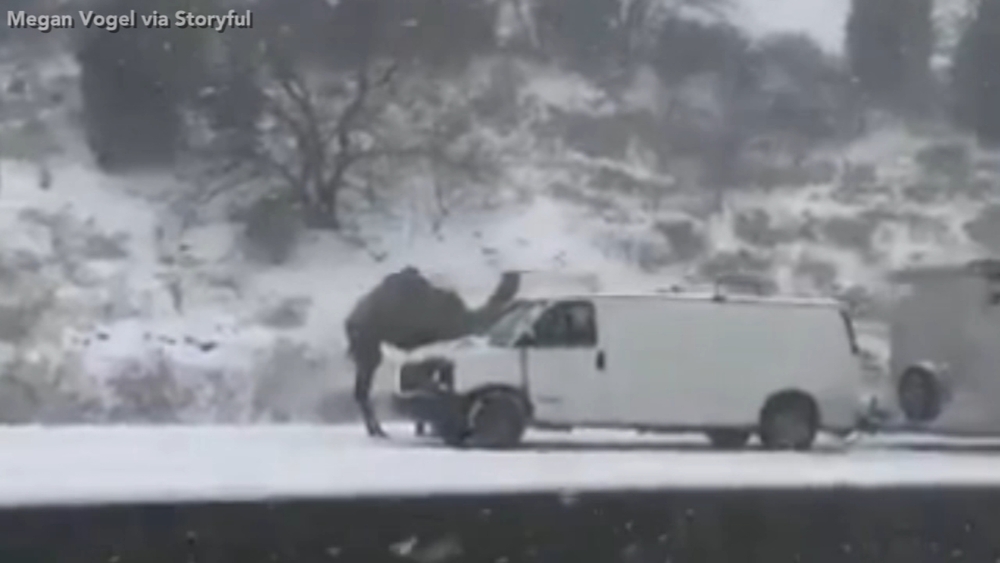 Camel spotted in snowstorm along Route 309