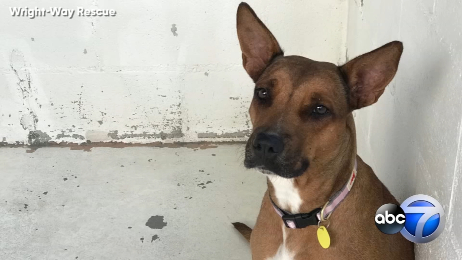 40 Dogs Rescued From Texas Kill Shelter In Need Of Homes Abc7 Chicago