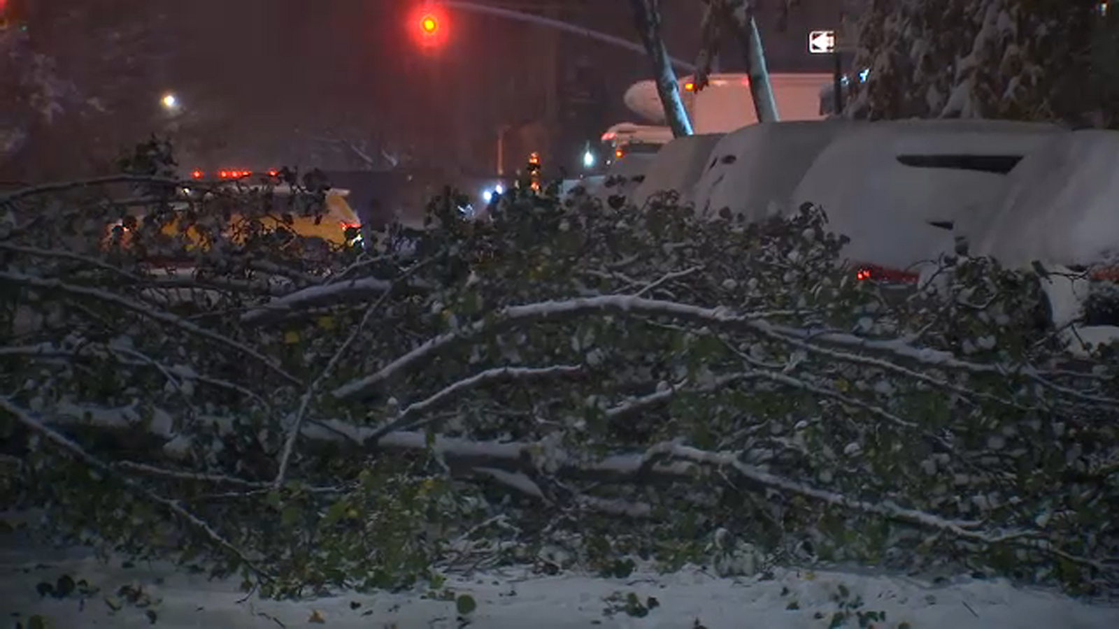 People warned to stay out of New York City parks due to falling trees