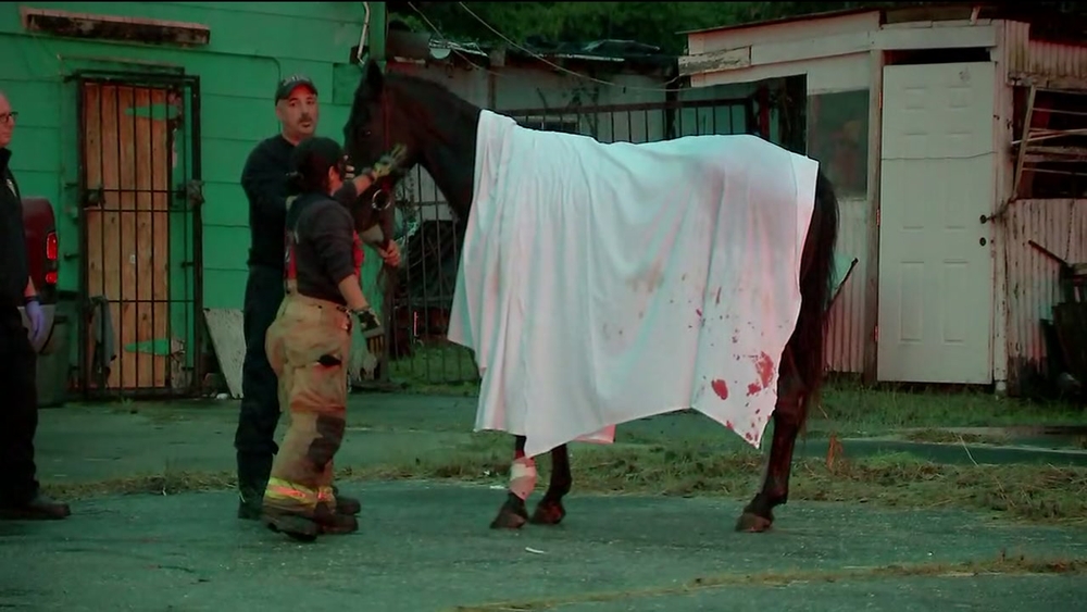 Crews rescue horse that fell into manhole