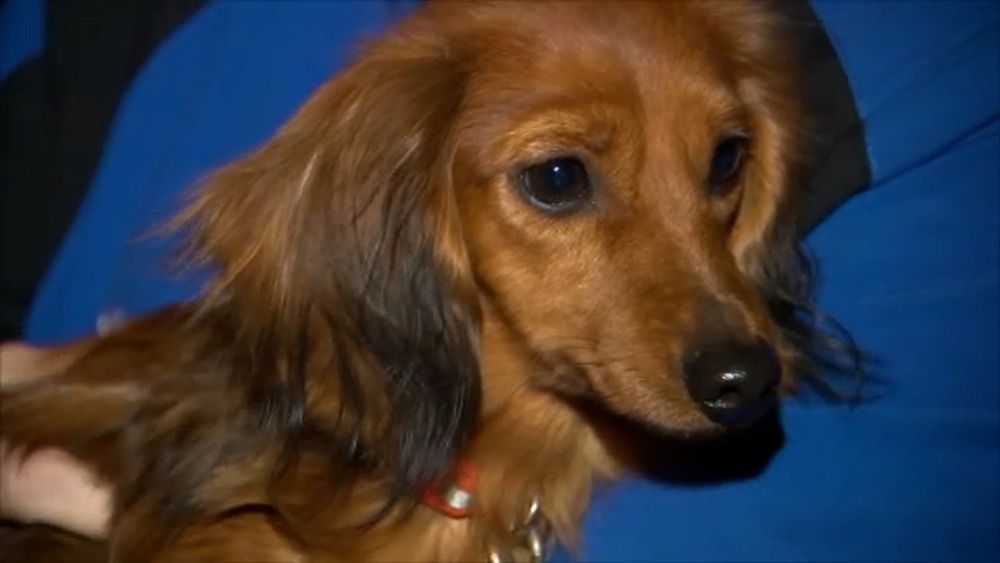 Dachshund named 'Khaleesi' rescued from small drain pipe in New Jersey