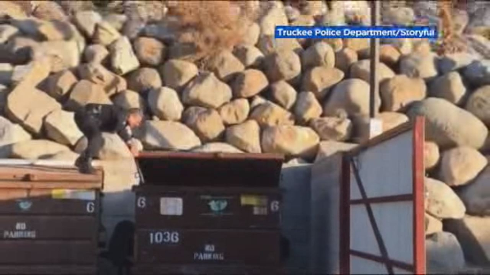 'Go to Mama!': Officers rescue little bear trapped in dumpster as mom ...