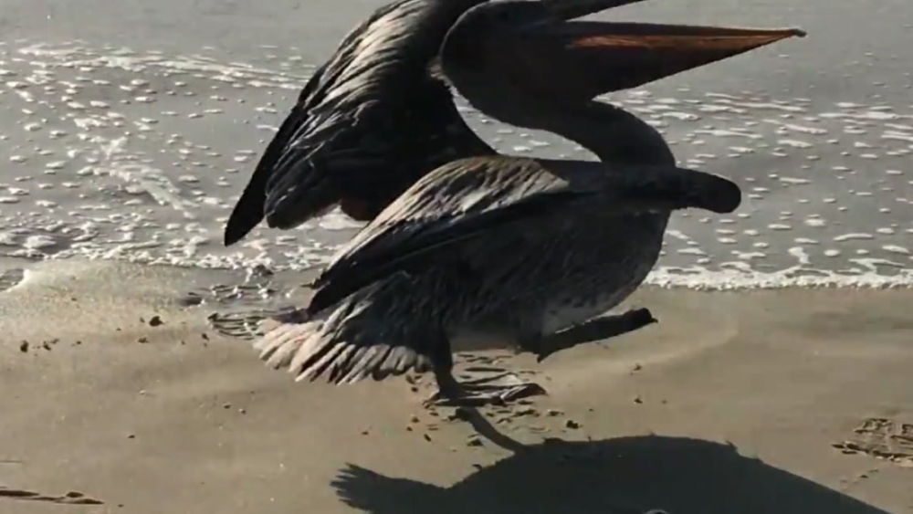 Pair at Outer Banks save pelican caught in fishing lure