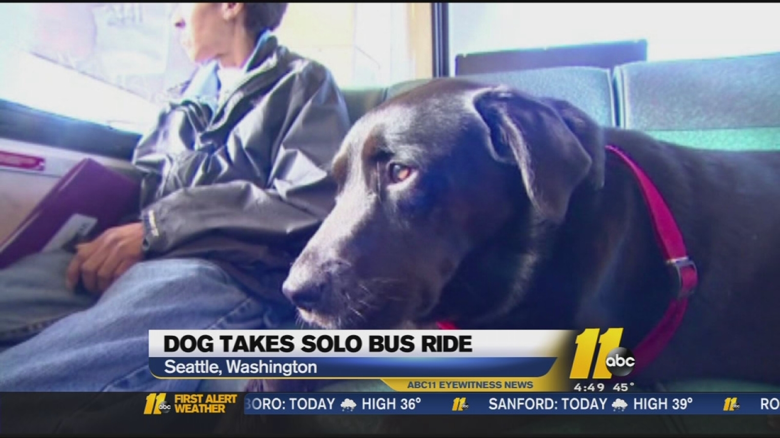 Dog takes bus rides to the park by herself ABC11 RaleighDurham
