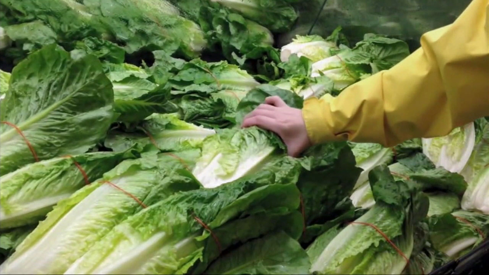Lettuce warning: 9 E. coli cases reported in LA County