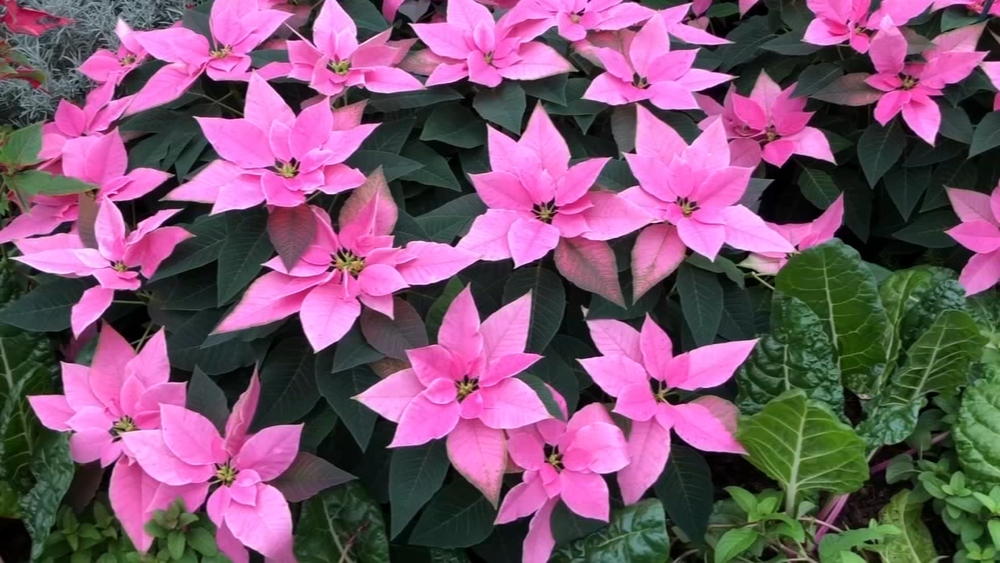 Holiday Flower Show preview
