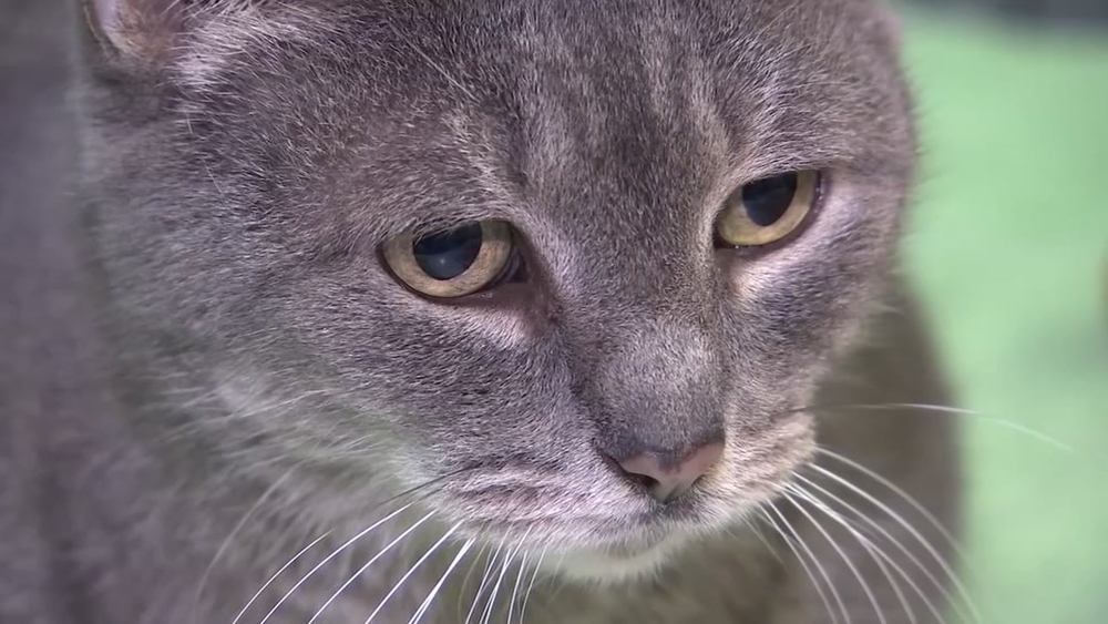 Discount on cat adoption fees