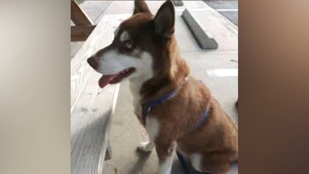 Lost and found Brooklyn dog, 'Sinatra' discovered in Florida