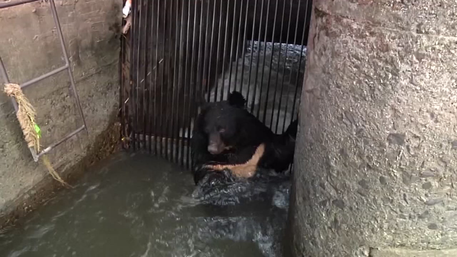 Trapped bear rescued from drowning at hydropower station ABC13 Houston