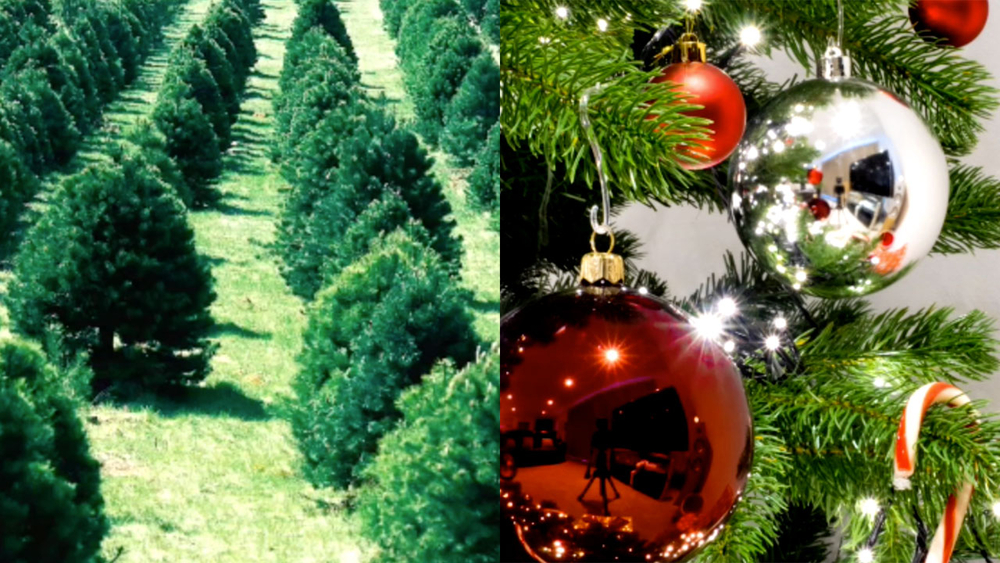 Should you get a real or fake Christmas tree?