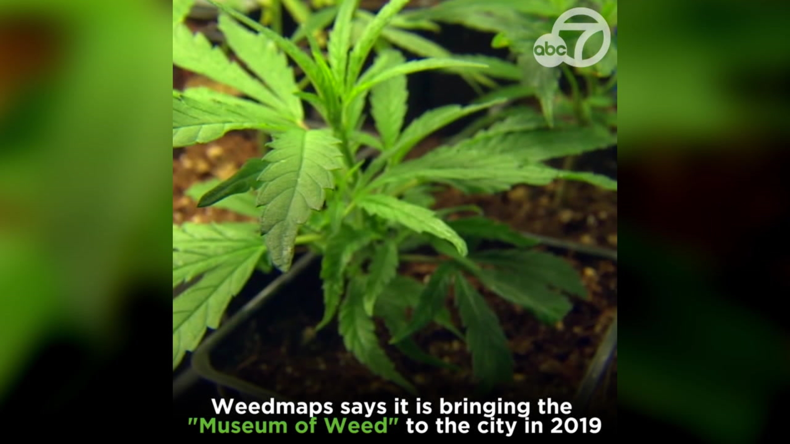 Museum of Weed, with exhibits dedicated to marijuana, coming to Los