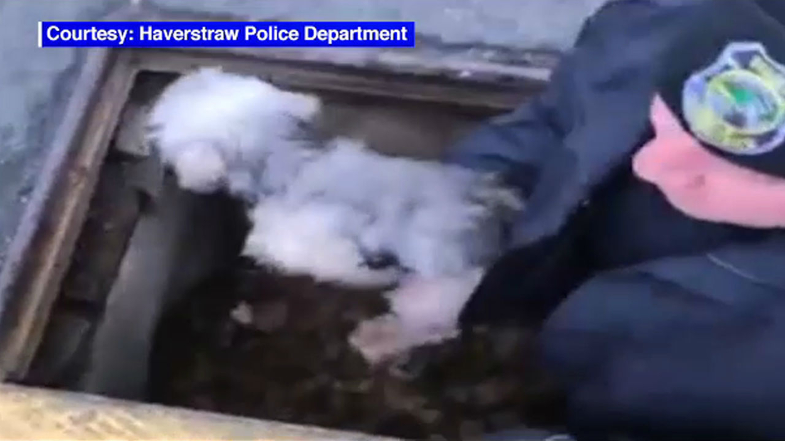 Dog missing for 3 days rescued from storm drain - ABC30 Fresno