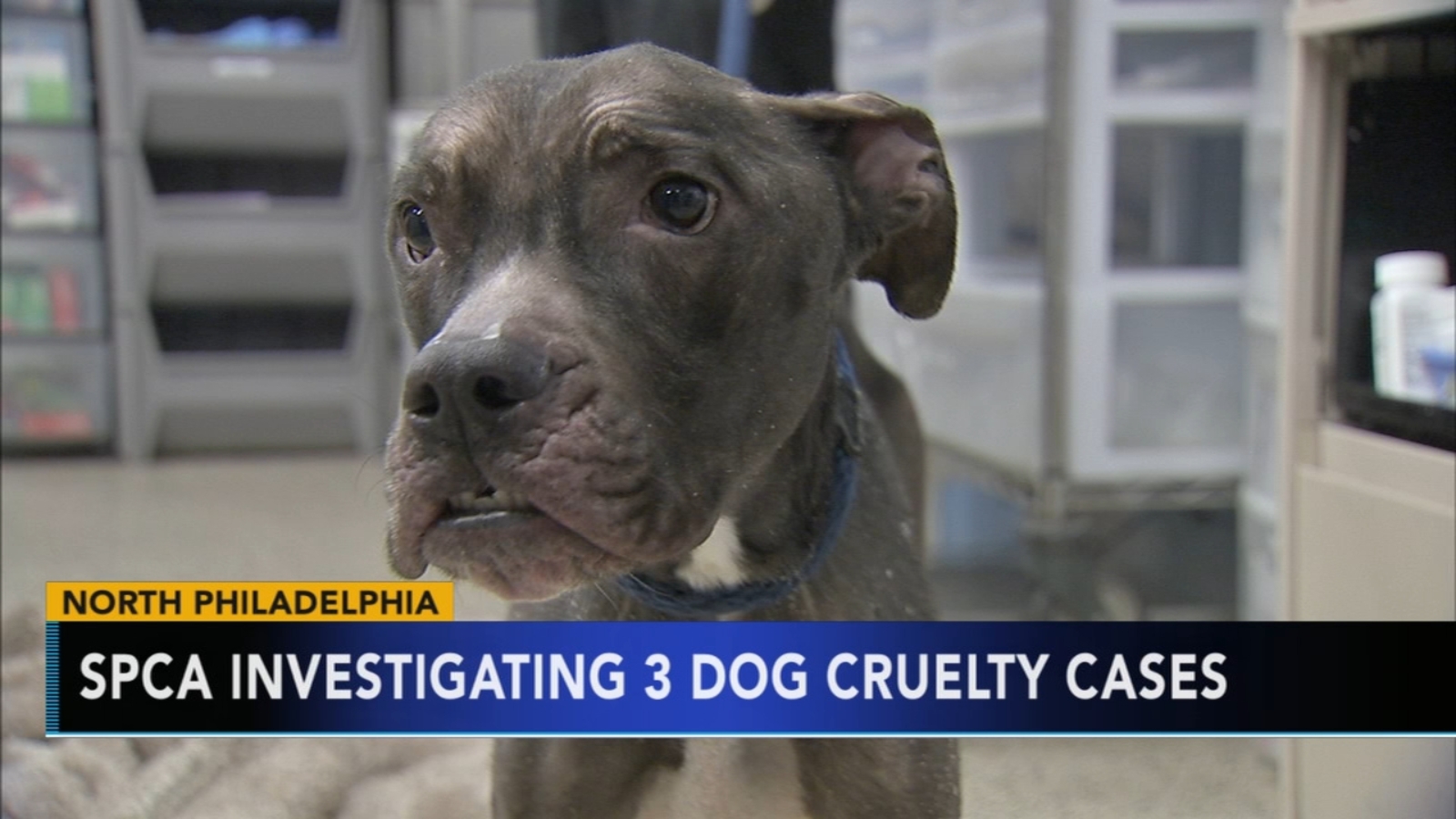 Philadelphia SPCA investigating 3 cases of animal cruelty in 24 hours ...
