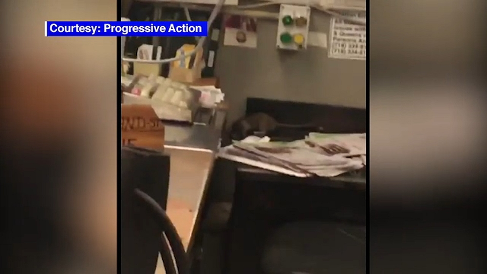 VIDEO: Massive rat chases MTA station agent out of booth