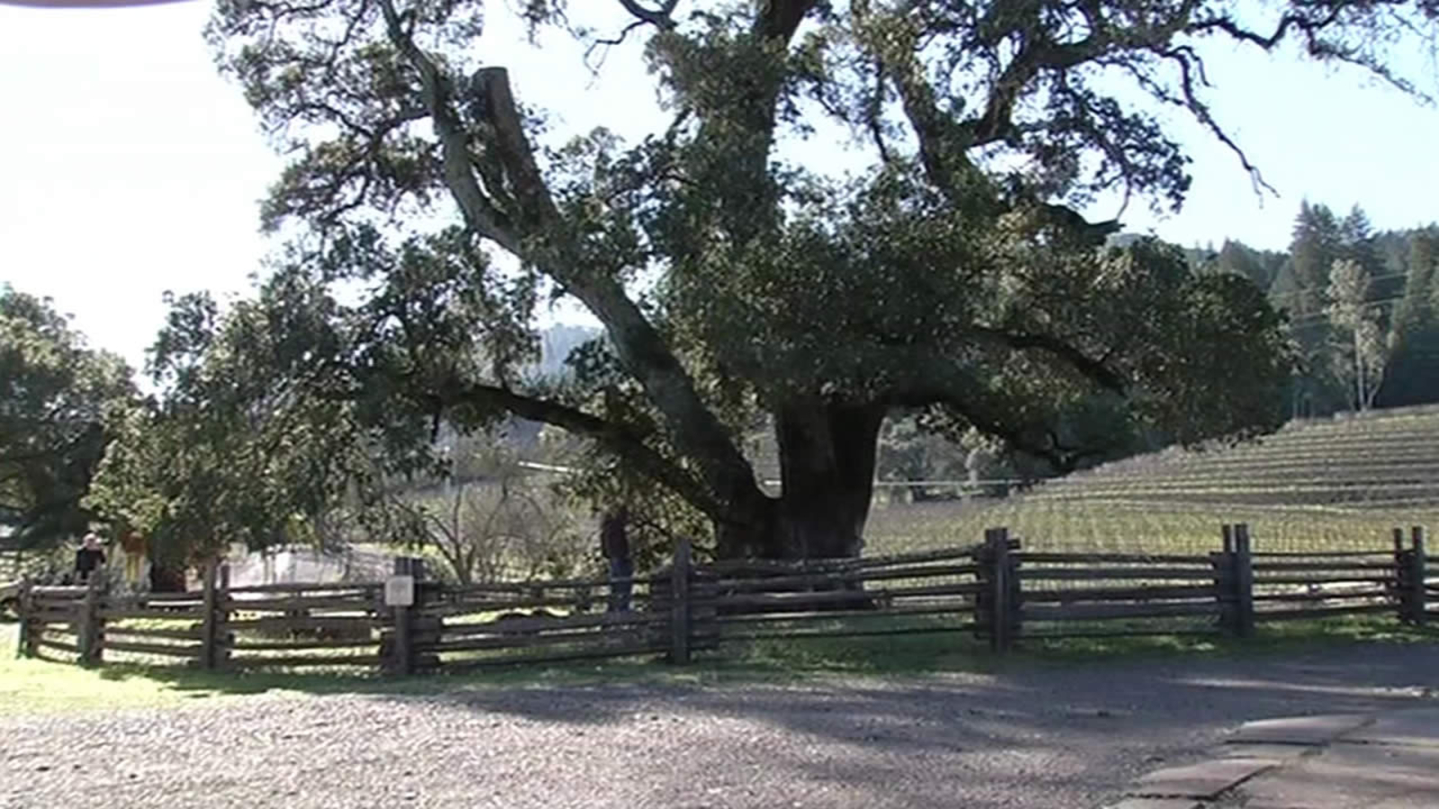Historic tree at Jack London State Park gets reprieve; Seedling to be