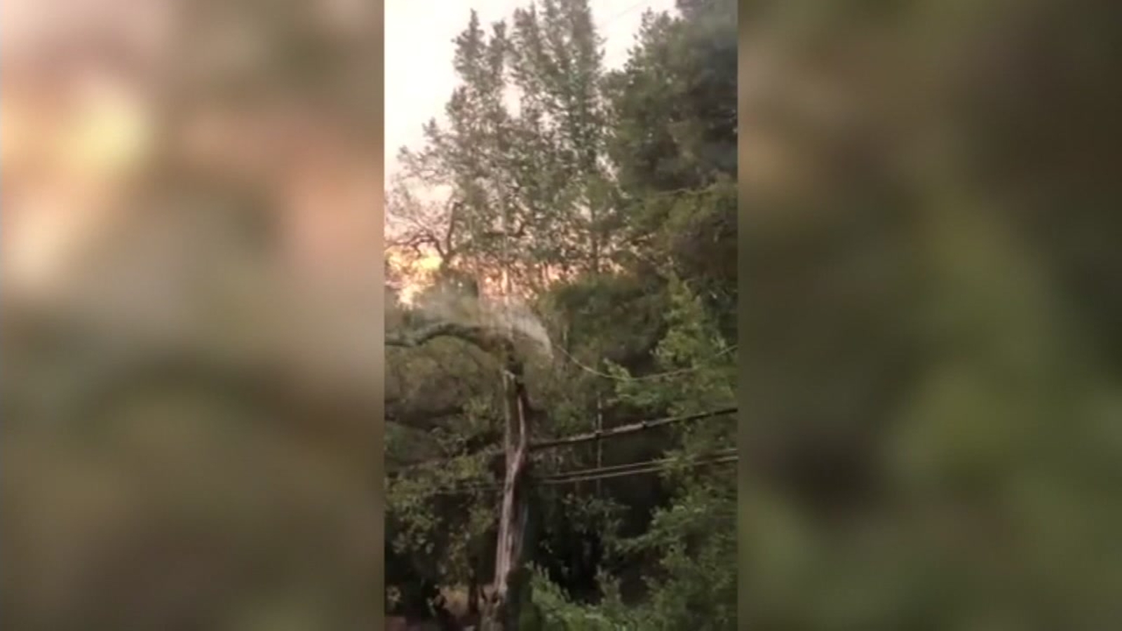 Fire caused by downed power line on tree sparks fresh concerns about