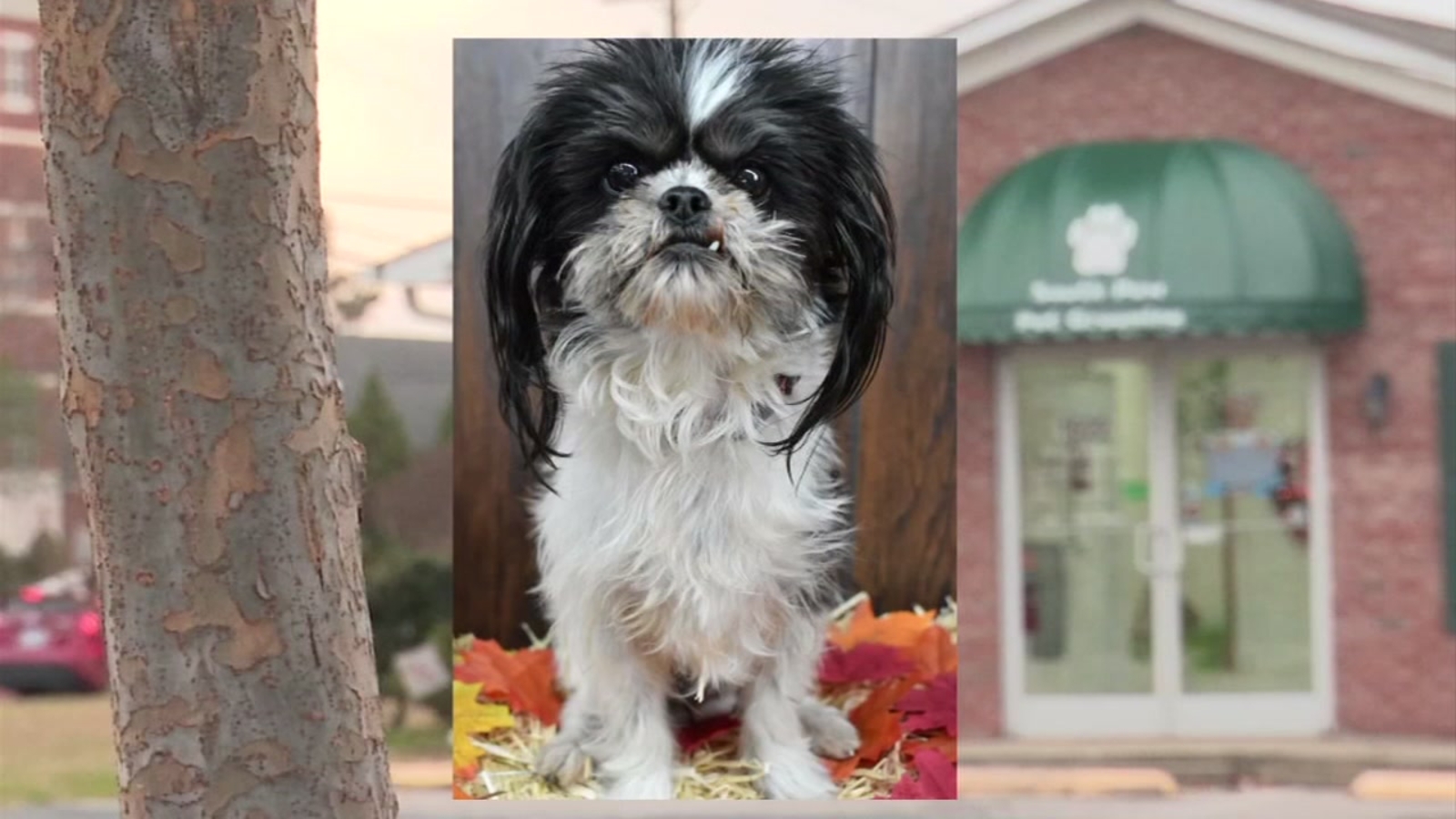 Dog lost by Fayetteville groomer found injured in a ditch ABC11