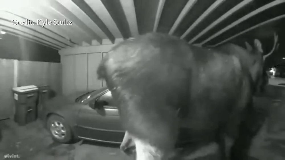 Moose's 'caboose' rings Alaska home's doorbell