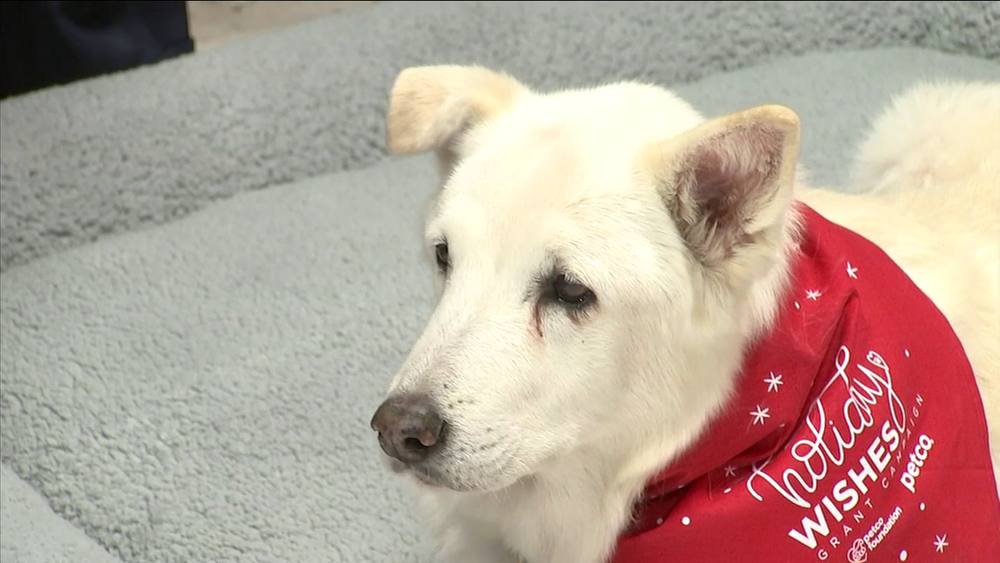 Senior dog and veteran win holiday grant for OC rescue
