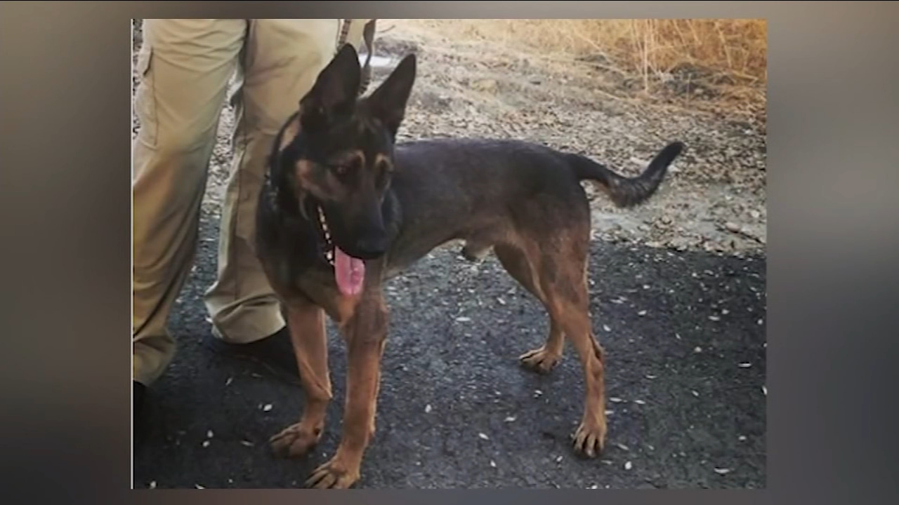 Tulare police officer shot, police dog killed after chase turns into shootout