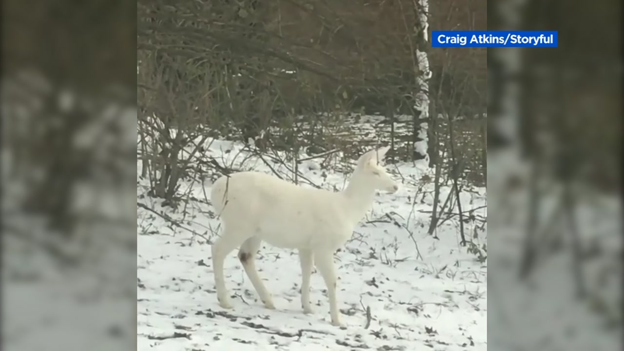 4880637_121118-kgo-white-deer-