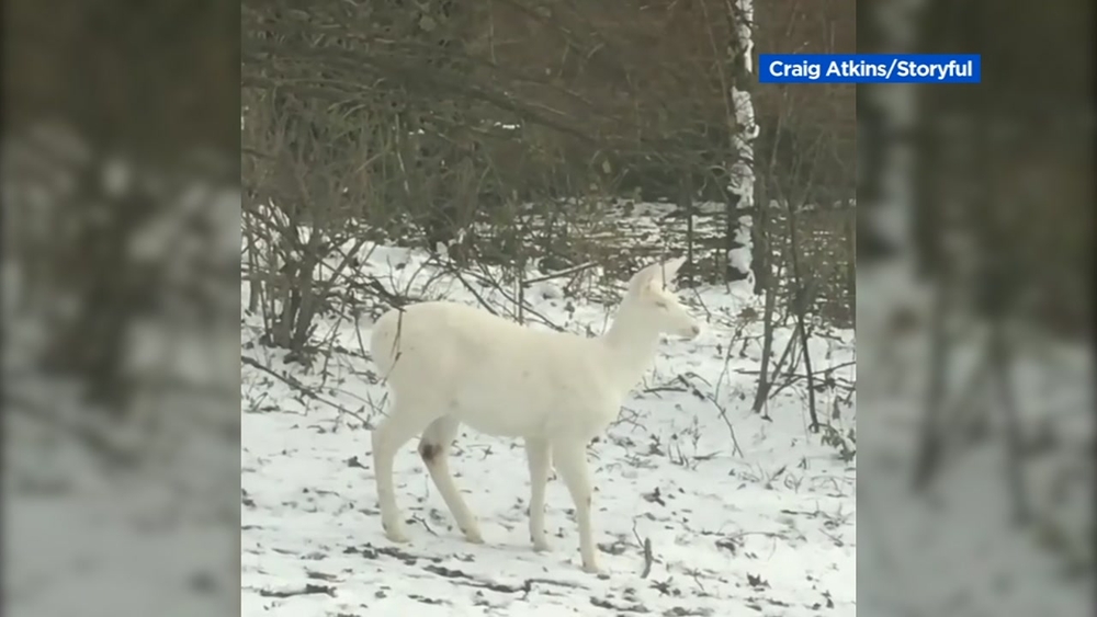 Rare albino deer caught on camera outside Ohio man's home
