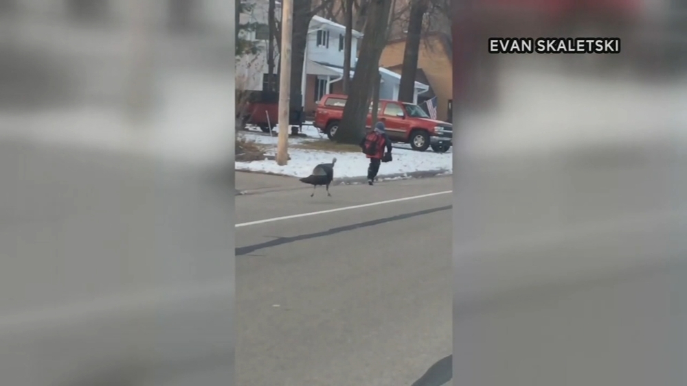 Wild turkey chases boy in Wisconsin