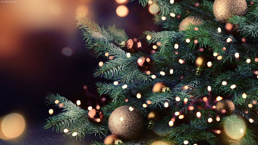 How to water your Christmas tree